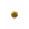 products/rotala.sp.vietnam.best4pets.in.jpg
