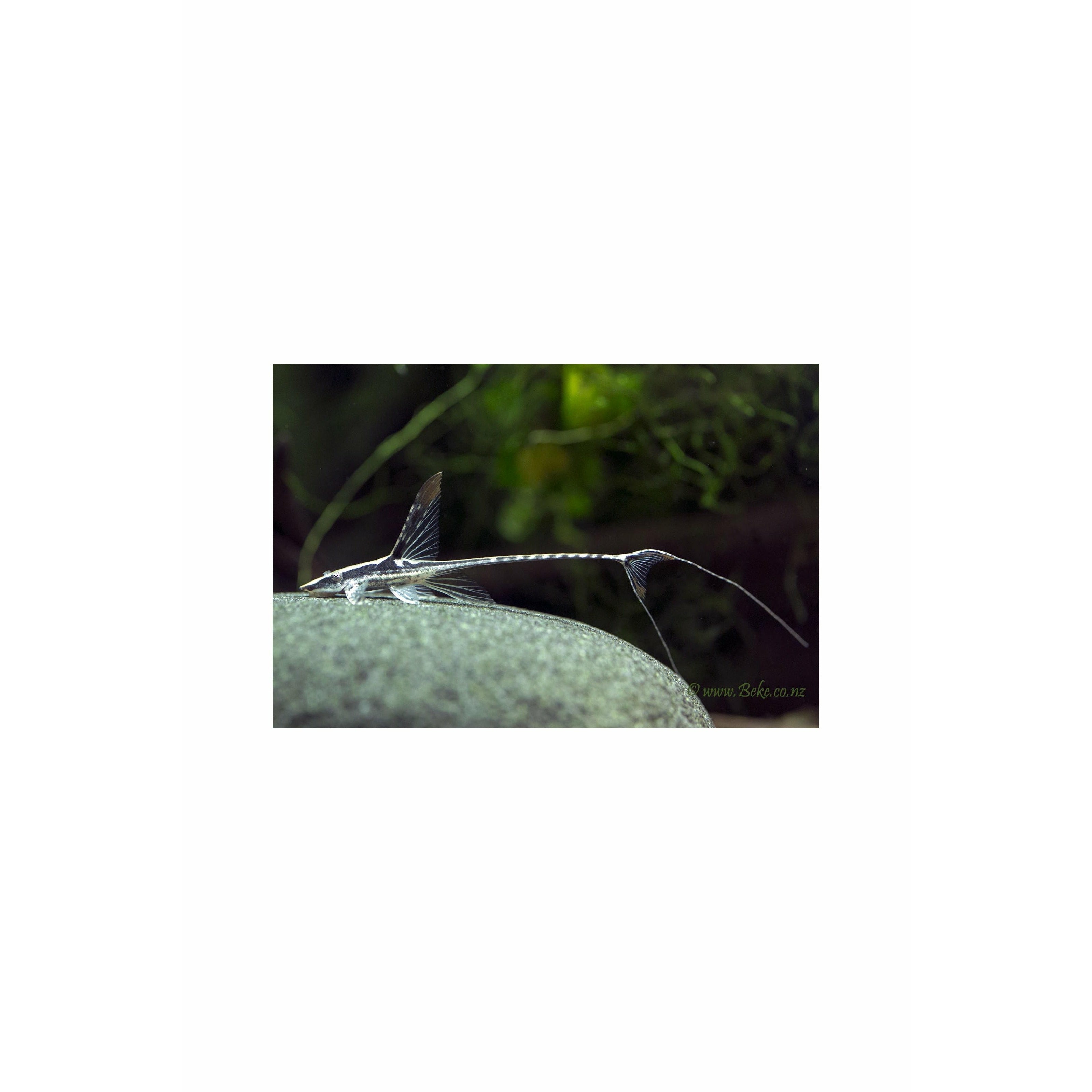 Royal Whiptail / Sturisoma panamense