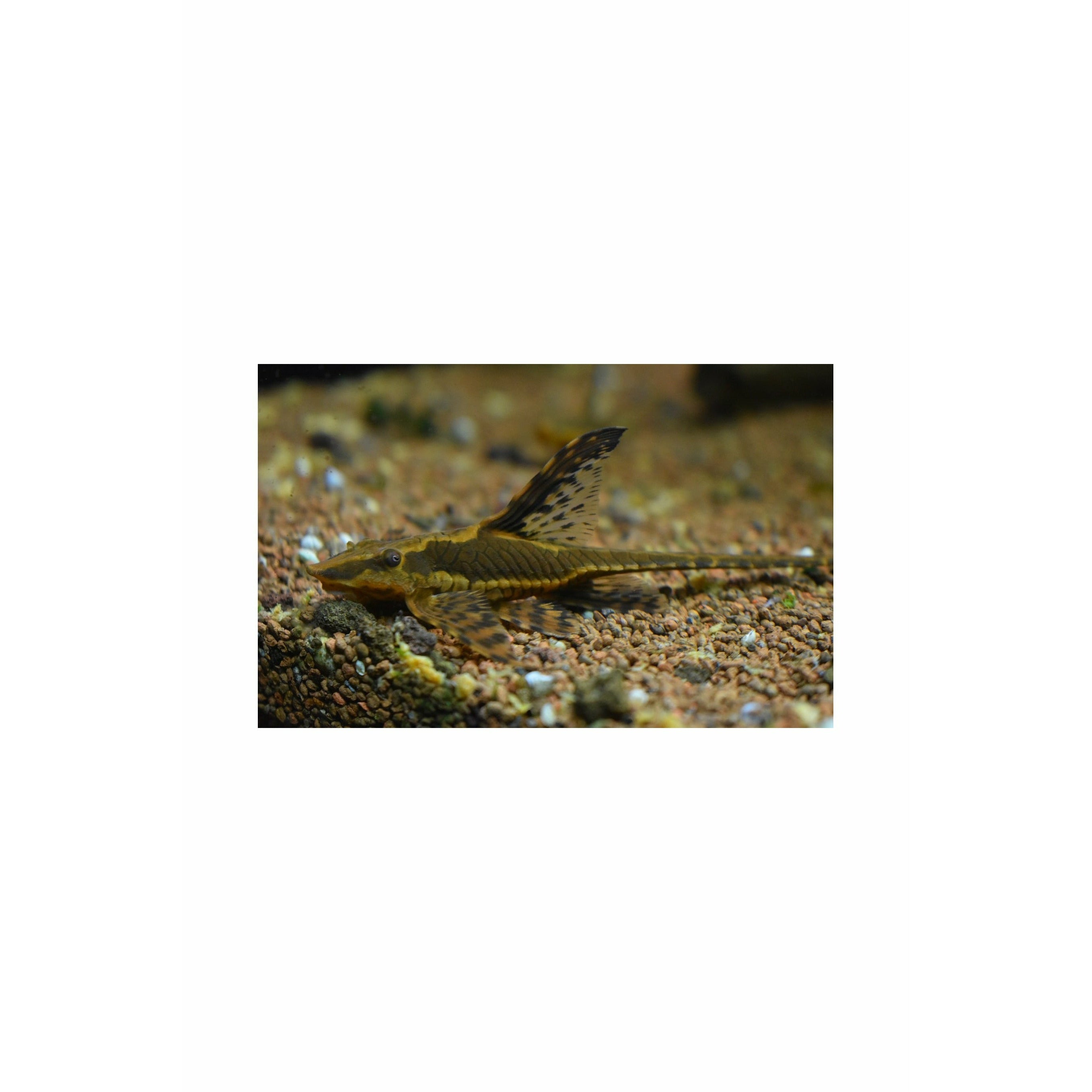 Royal Whiptail / Sturisoma panamense