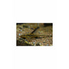 Royal Whiptail / Sturisoma panamense