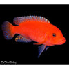 Rusty Cichlid 2-3inch