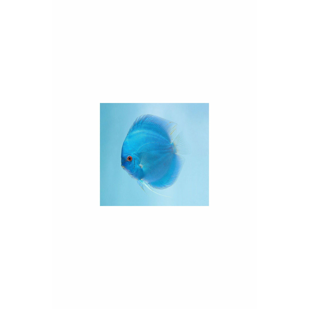 Blue Diamond Discus 3”