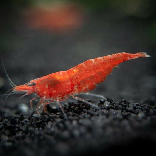 Sakura Red Shrimp
