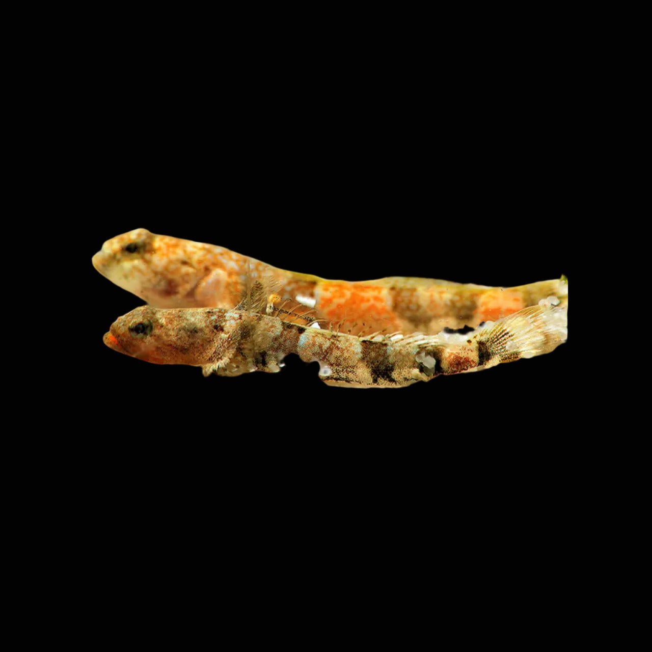 Schismatogobius risdawatiae scaleless stream goby resting on gravel with banded pectoral fins spread