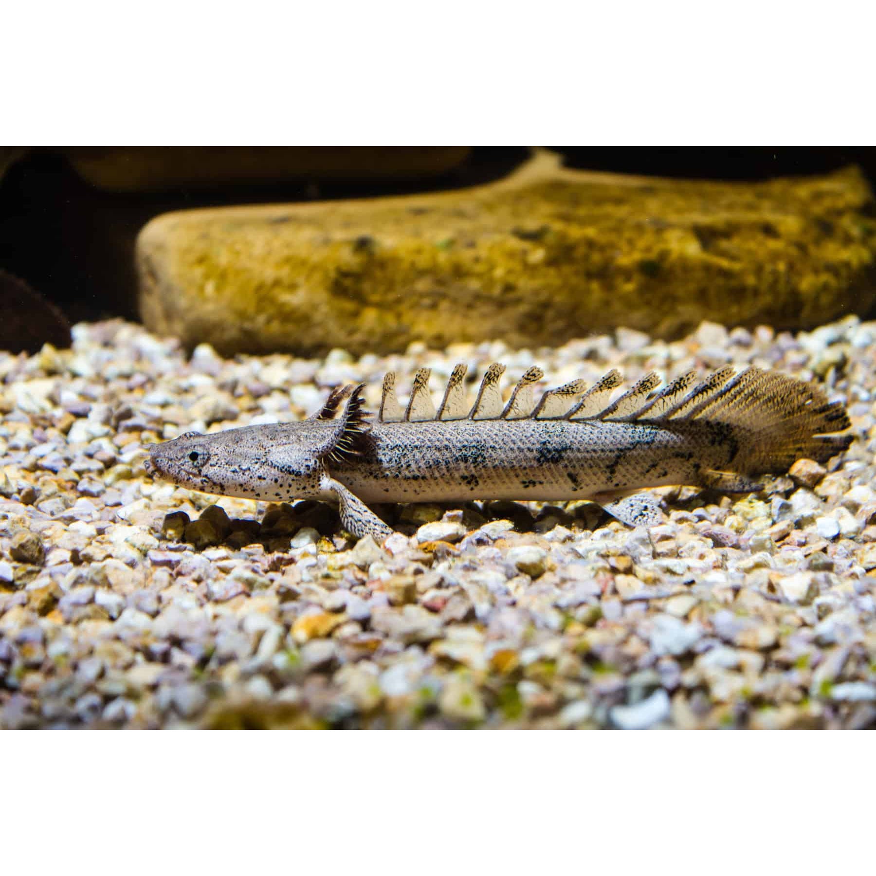 Endlicheeri Senegal 3inch