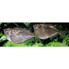 Silver Hatchetfish