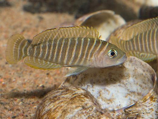Similis Shell Dweller