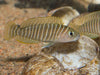 Similis Shell Dweller