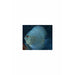 Snakeskin Discus 2.5inch