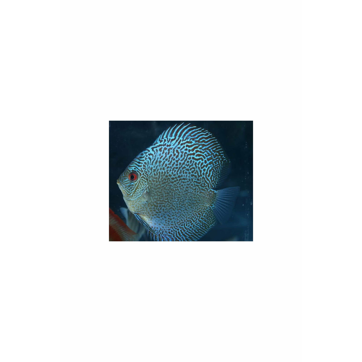 Snakeskin Discus 2.5inch