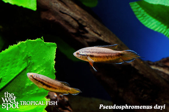 Spike Tail Paradise Fish