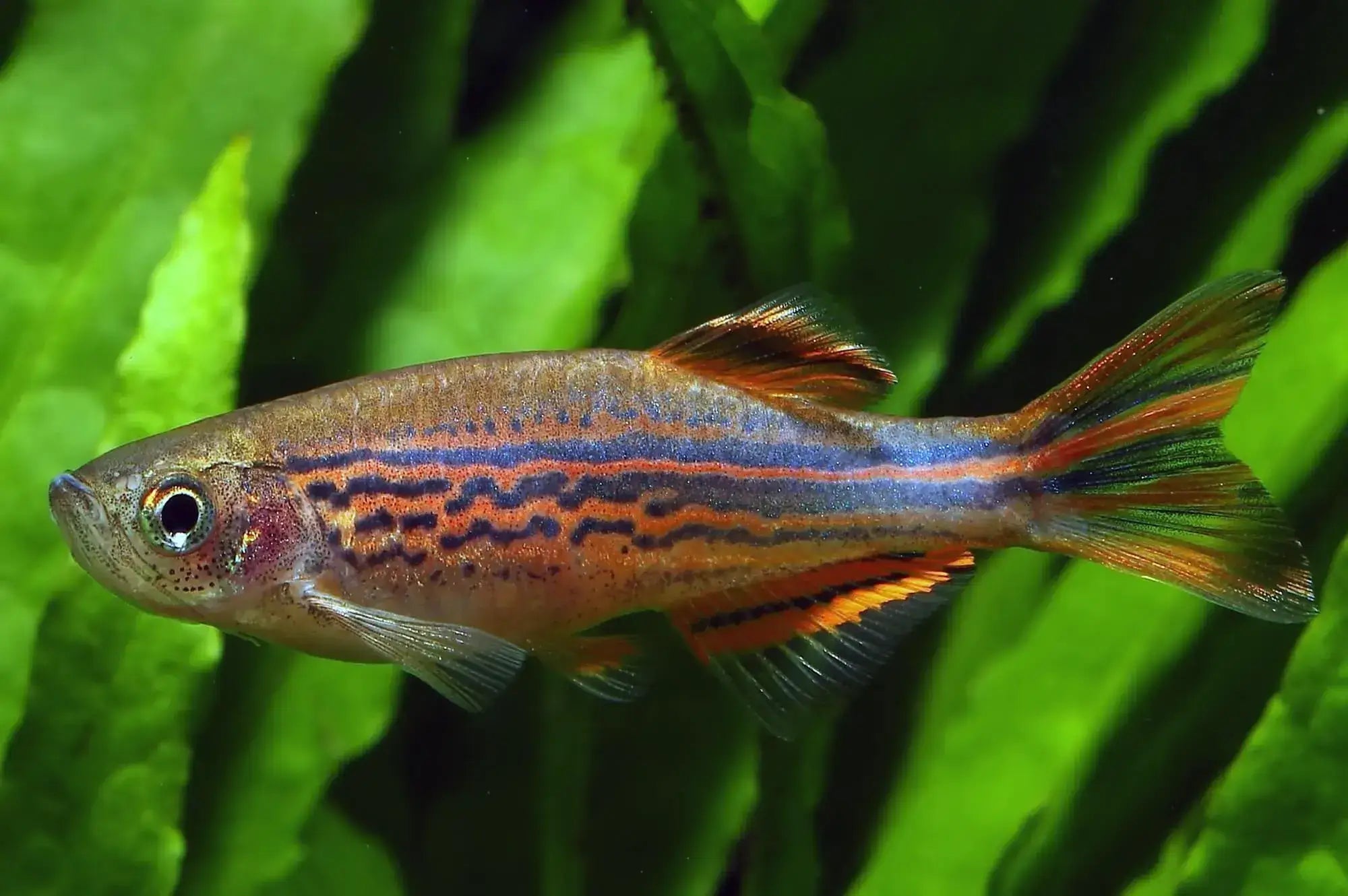 Spotted Orange Fin Danio