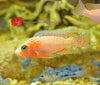 products/strawberry.cichlid.best4pets.in.jpg