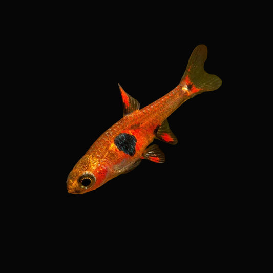 Strawberry Rasbora (Pair)