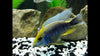Sulphur Head Cichlid / Aulonocara maylandi 4 inch