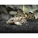 L264 Sultan Pleco 3cm
