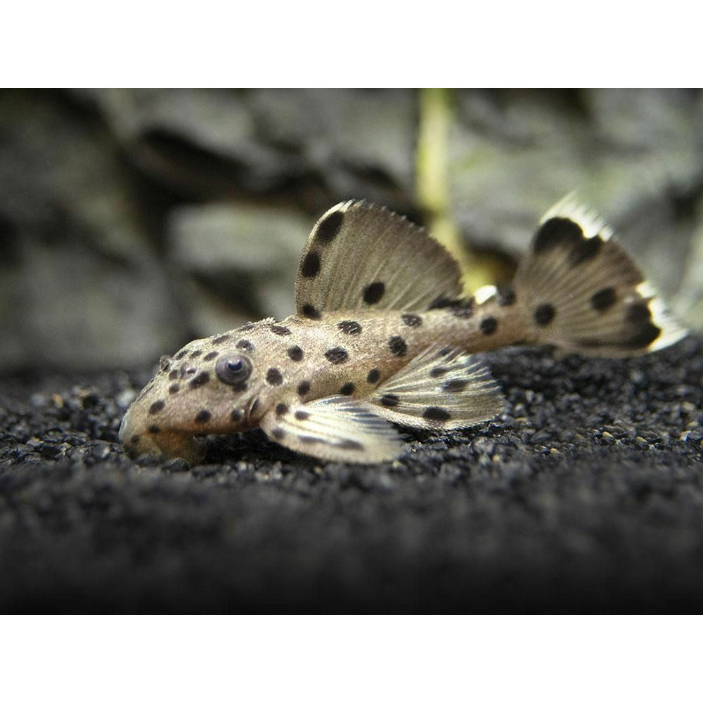 L264 Sultan Pleco 3cm