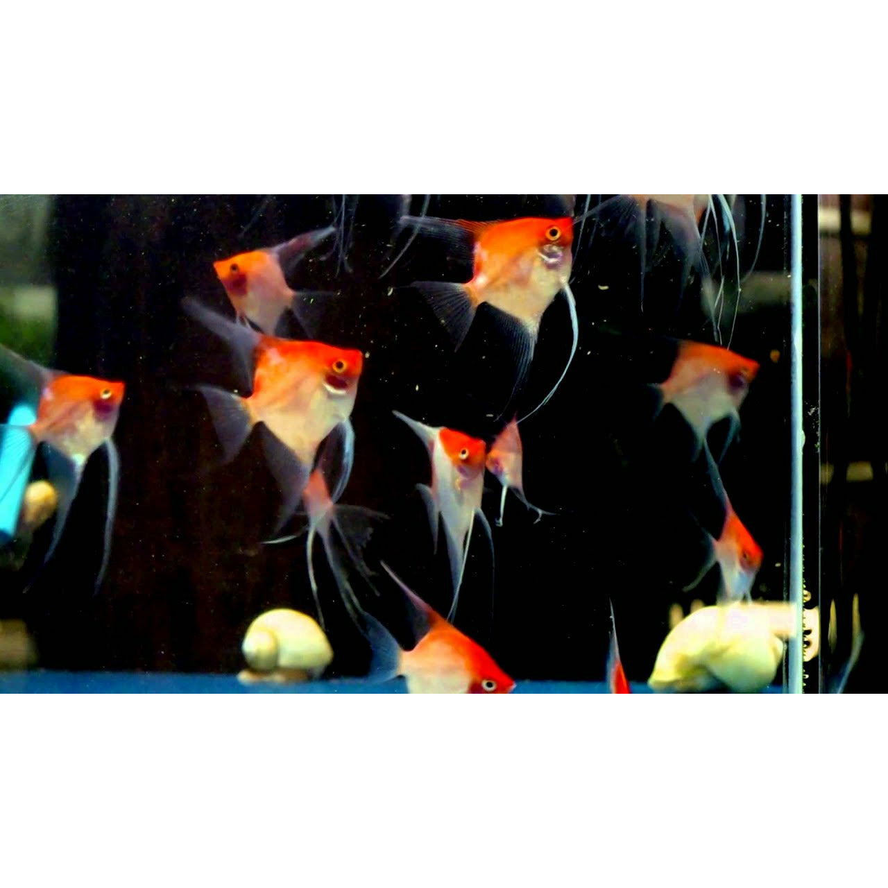 Sunset Angelfish Small