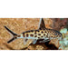 Cuckoo Catfish 1