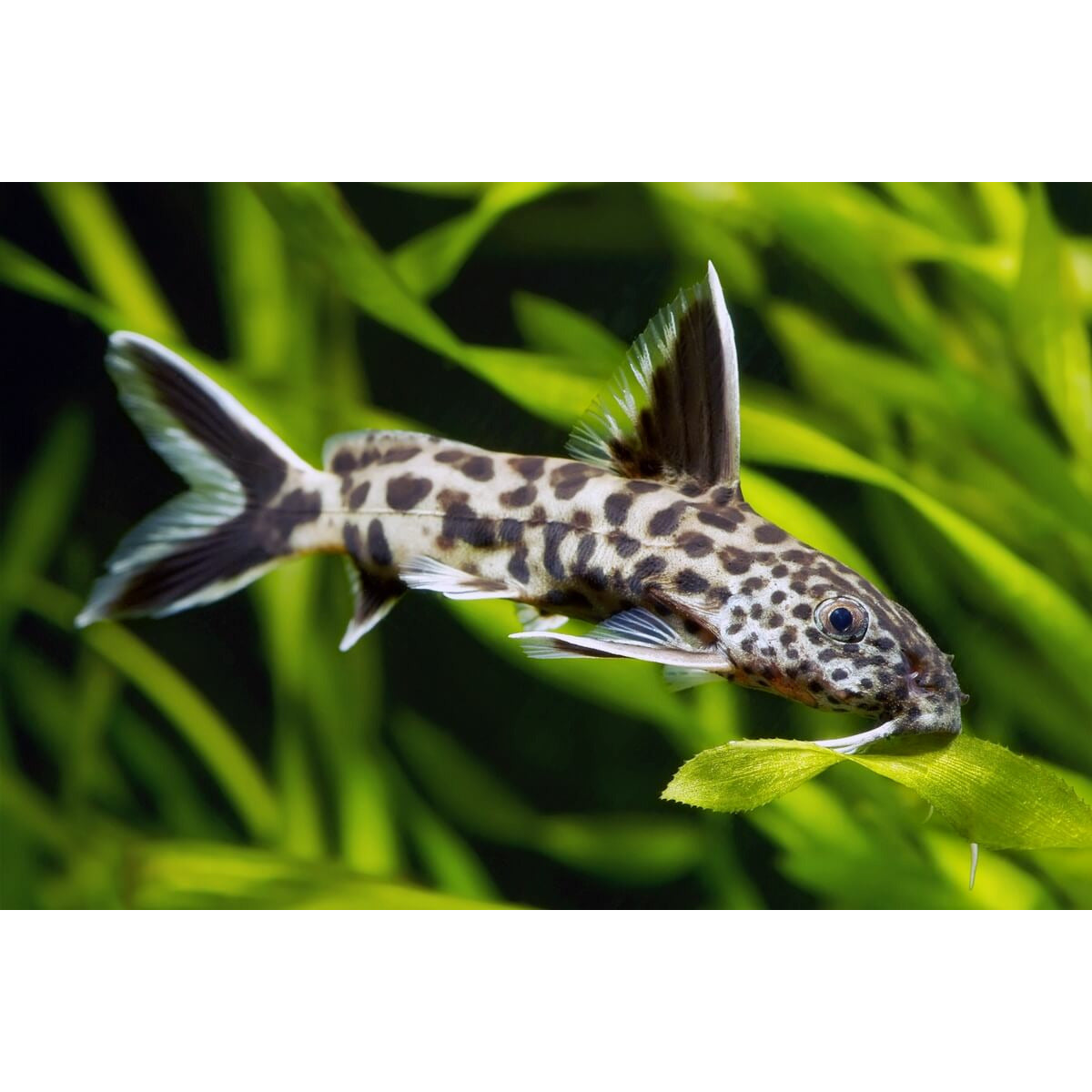 Cuckoo Catfish 1" - Best4Pets