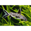 Load image into Gallery viewer, Cuckoo Catfish 1&quot; - Best4Pets