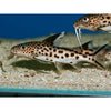 Cuckoo Catfish Wild *Rare*