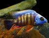 Taiwan Reef Cichlid 3inch