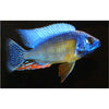 Taiwan Reef Cichlid - Best4Pets