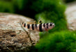 Tiger goby