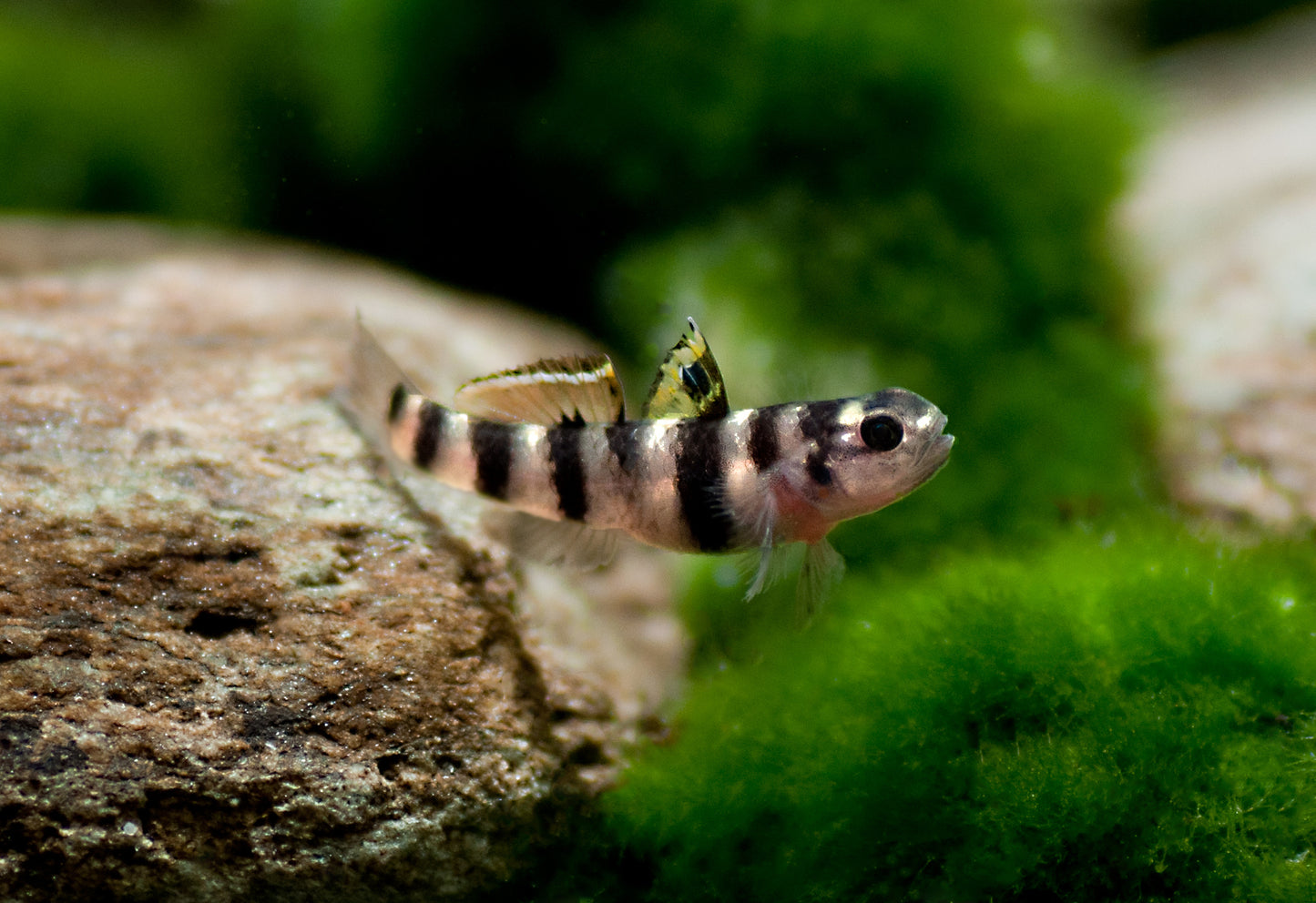 Tiger goby
