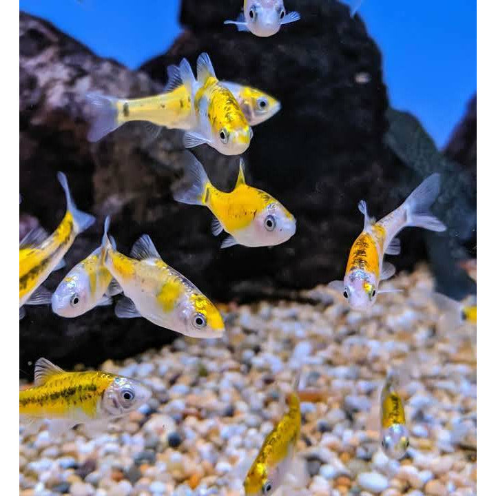 Tri Colour Golden Barbs