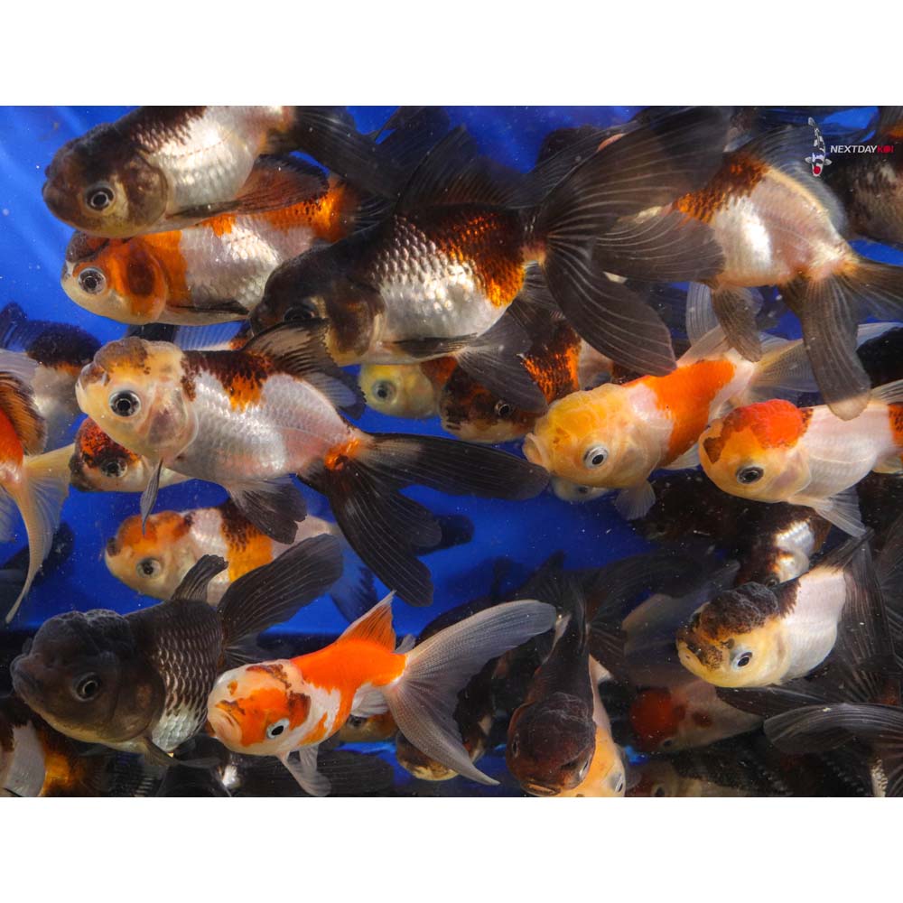 Beautiful view of Goldfish Online Pet Store Online