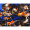 Tri Colour Oranda 4Inch