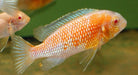 Red Cheek Tropheops Albino 2inch