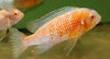 Red Cheek Tropheops Albino 2.5inch