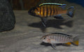 Tropheops sp. Red Cheek *rare* 2inch