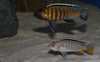 Tropheops sp. Red Cheek *rare* 4"