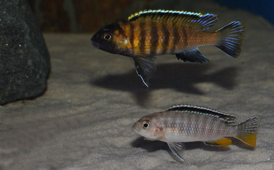 Tropheops sp. Red Cheek *rare* 2inch