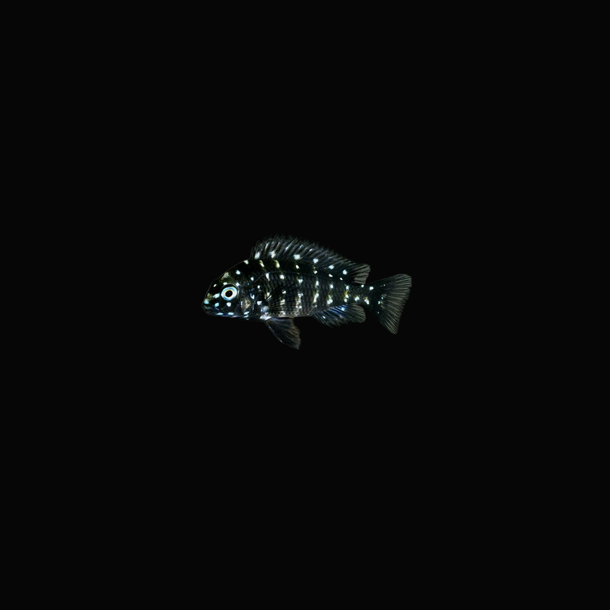 Tropheus duboisi