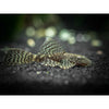 Load image into Gallery viewer, Veil Tail Black Bristlenose - Best4Pets