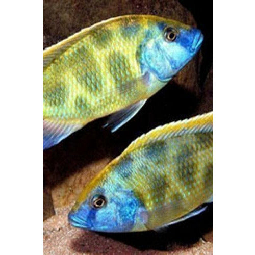 Venus Cichlid 4" - Best4Pets