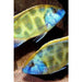 Venus Cichlid 4