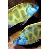 Venus Cichlid 4