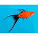 Wagtail Lyretail Sword (Pair)