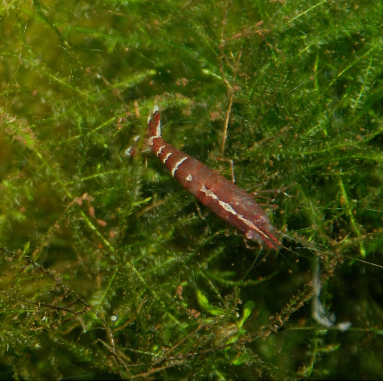 White Back Shrimp (Wild) - Best4Pets