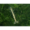White Back Shrimp (Wild) - Best4Pets
