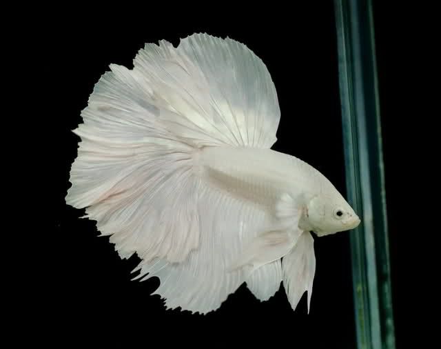 White Halfmoon Betta