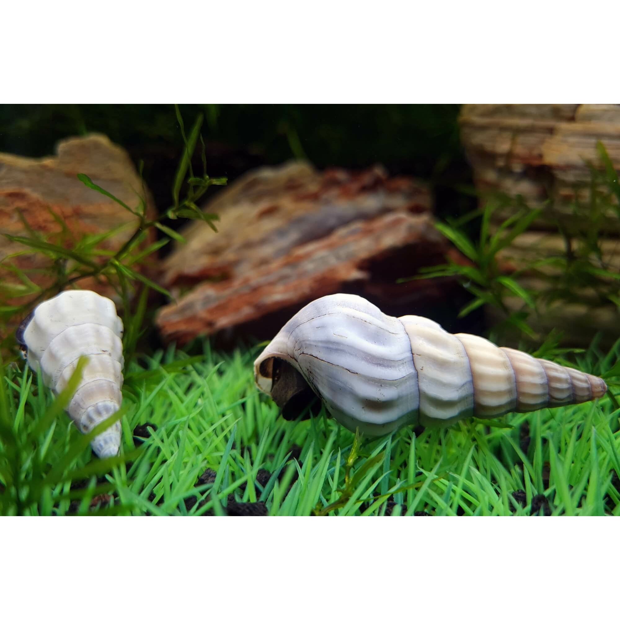 White Hercules Snail