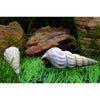 products/white.hercules.snail.best4pets.in.jpg