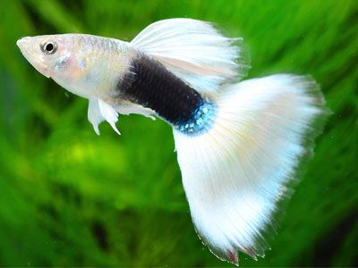 White Tuxedo Guppy (Pair)